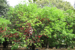 Schotia brachypetala